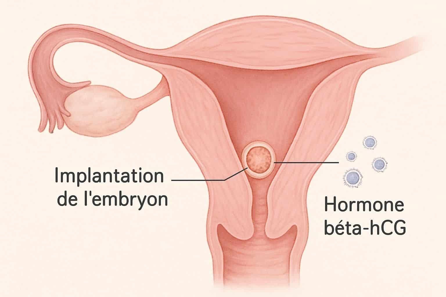 Découvrez comment comprendre et interpréter le taux de hCG lors des tests de grossesse pour mieux suivre votre conception et votre santé.